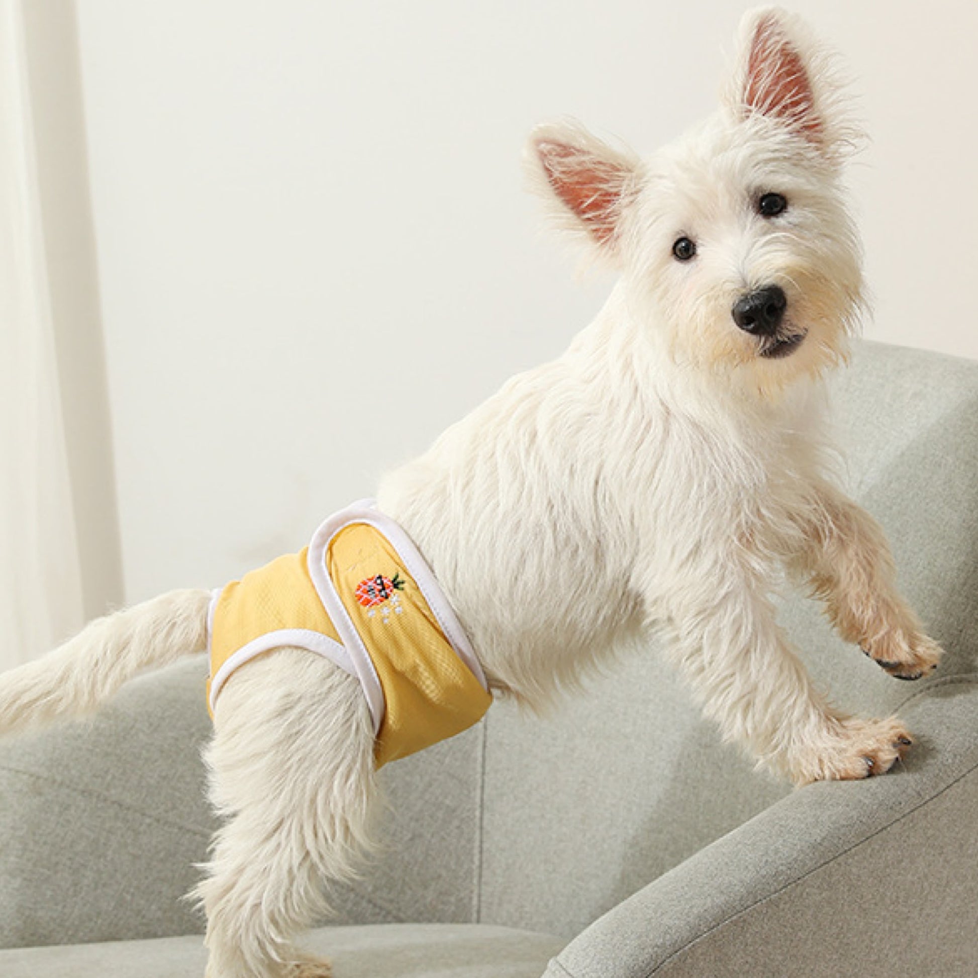 A Westie wearing a yellow dog diaper