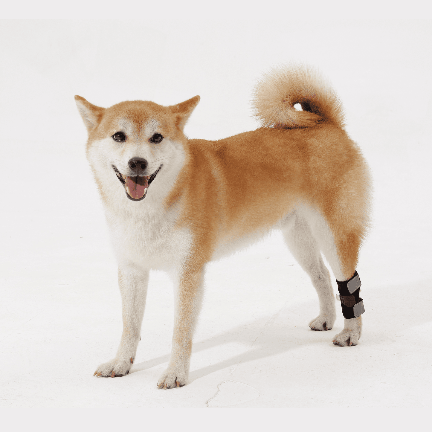 Shiba Inu with black dog knee support brace on hind leg