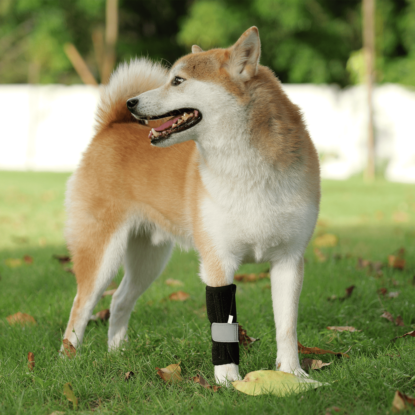  Shiba Inu standing on the lawn with dog knee support brace on front legs