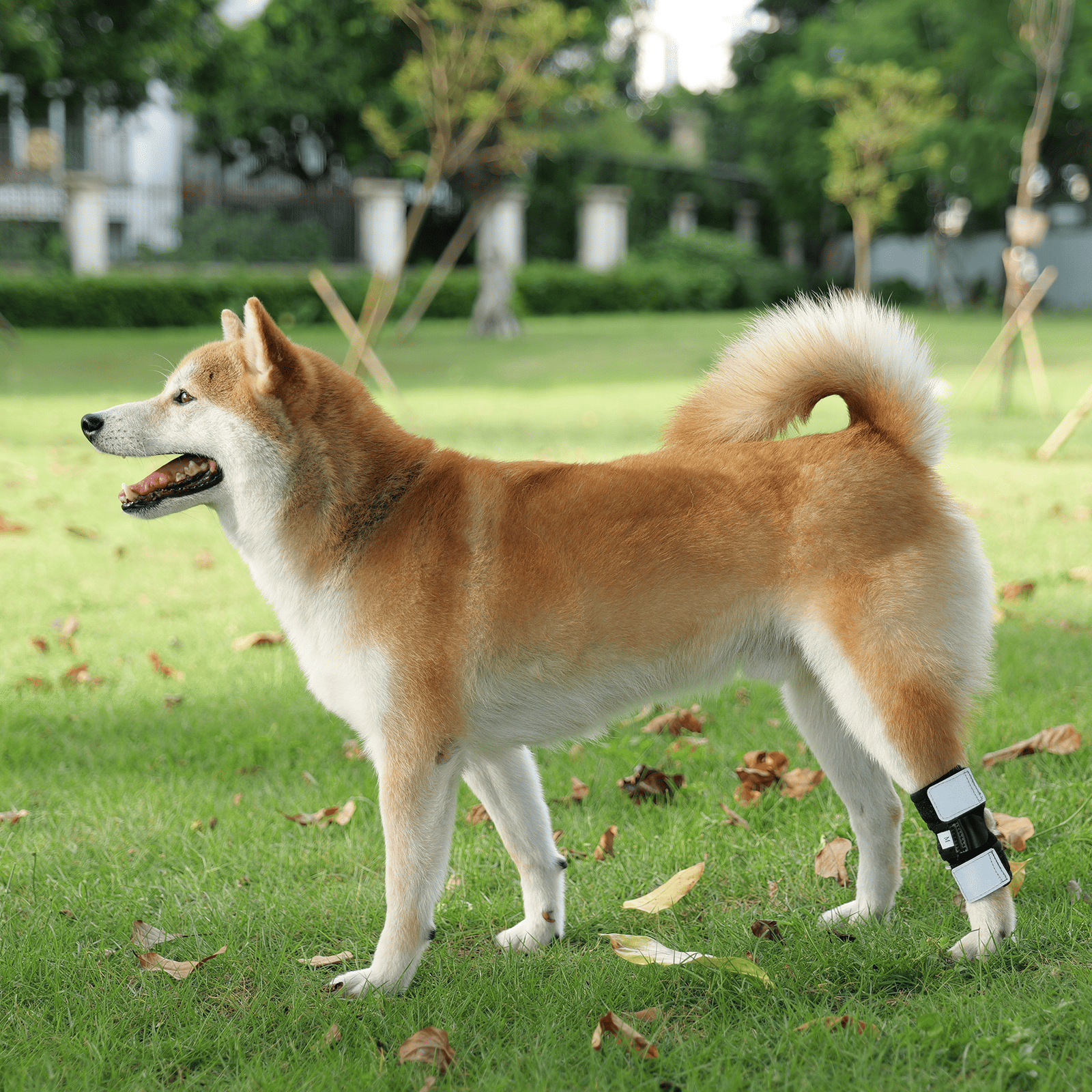  Shiba Inu standing on the lawn with dog knee support brace on hind legs