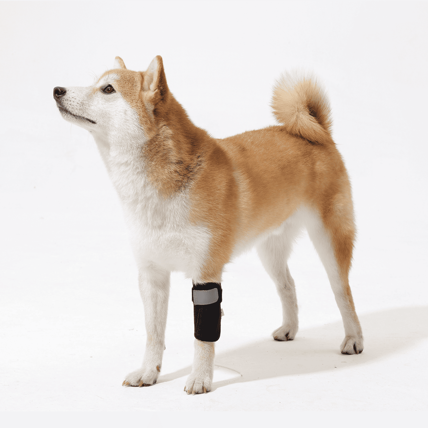 Shiba Inu with black dog knee support brace on front leg