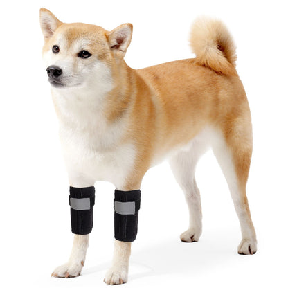 Shiba Inu with black dog knee support braces on front legs