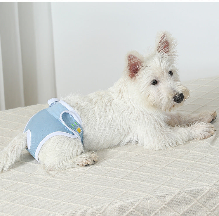 A Westie wearing a blue dog diaper