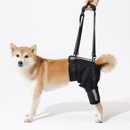 A Shiba Inu wearing a dog lift support harness