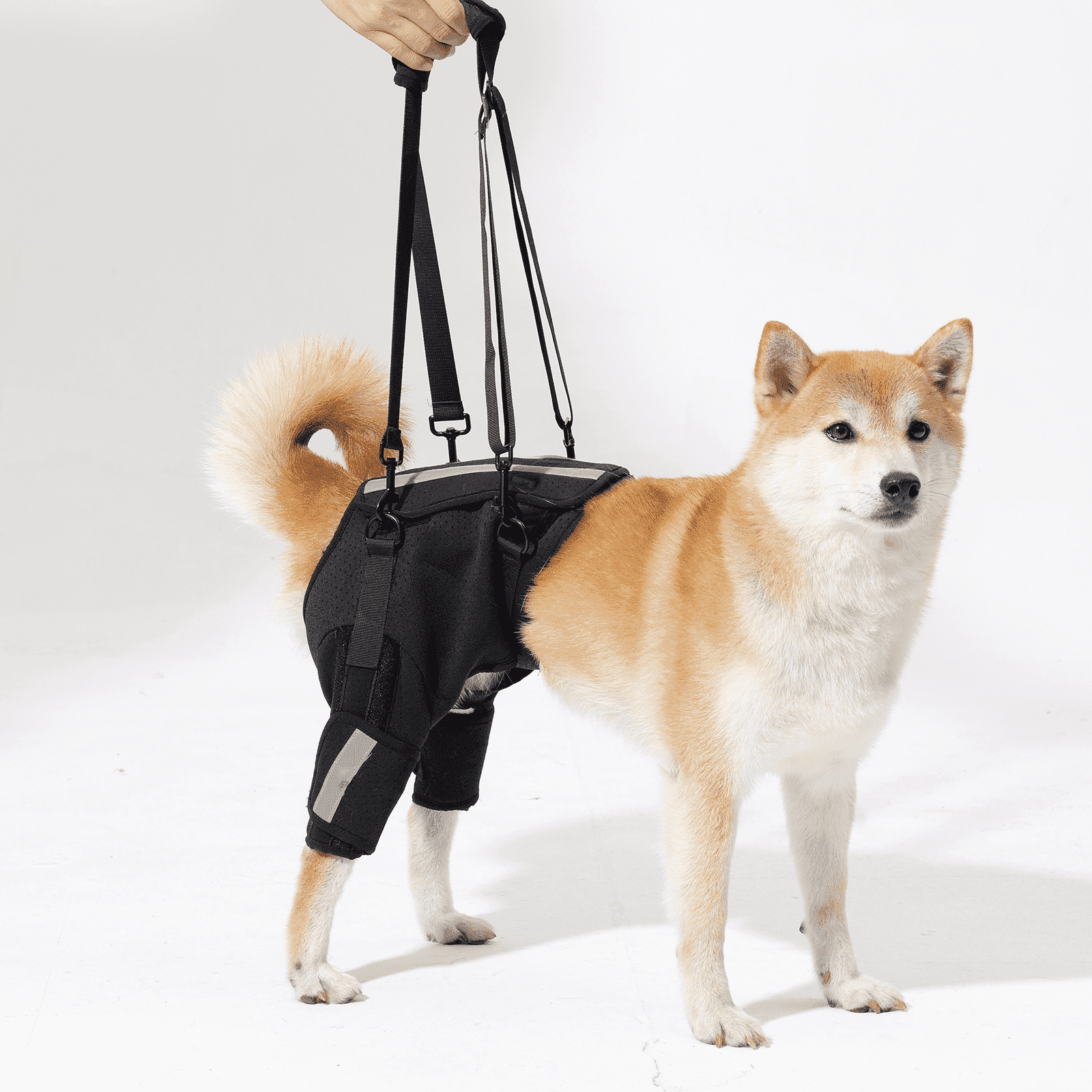 dog wearing a walking lift support harness