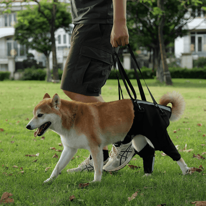 person using dog lit harness to assist Shiba Inu on the lawn