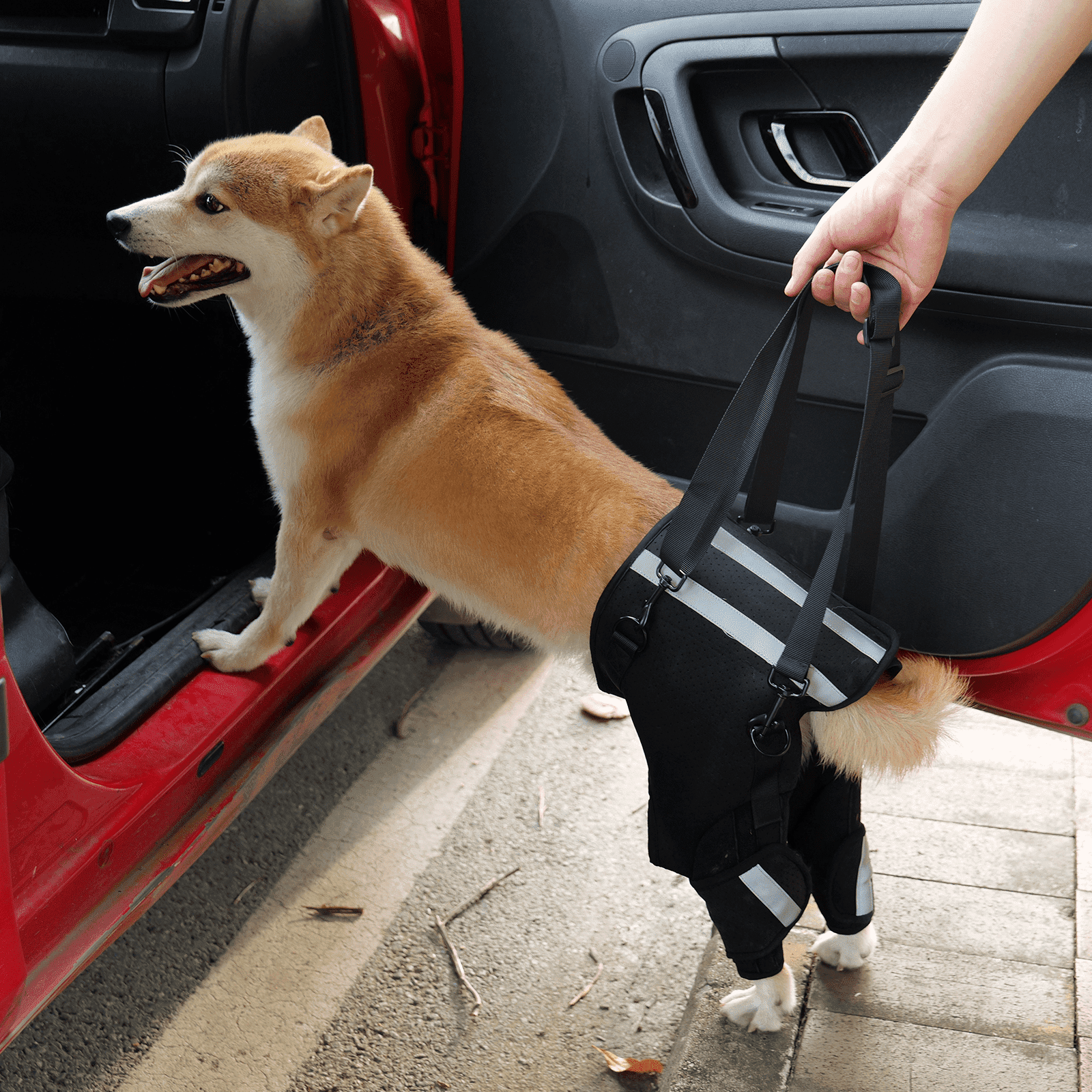 person using dog lift harness to assist Shiba Inu into a car