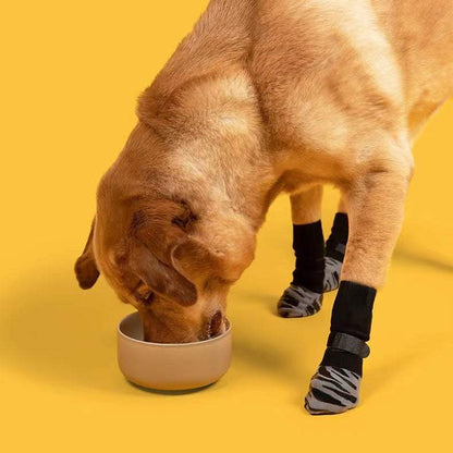 yellow dog wearing black non-slip socks drinking water