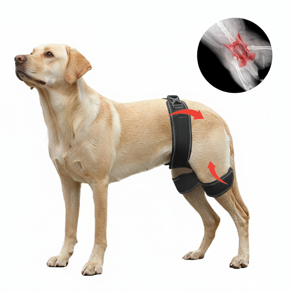 Everyday Dog Hip Dysplasia Brace
