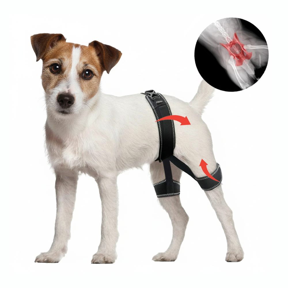 Everyday Dog Hip Dysplasia Brace