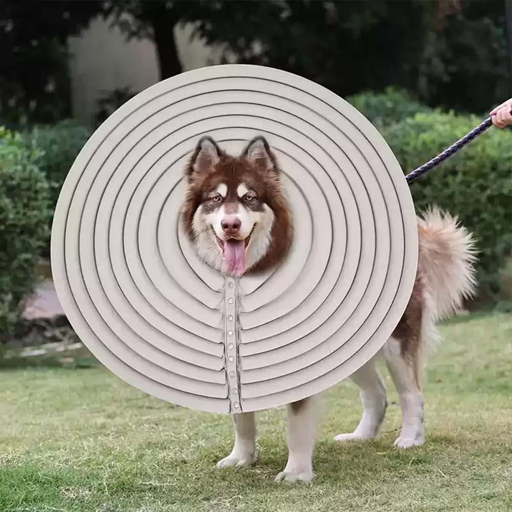 Extra Large Dog Elizabethan Collar – Pawsbetter