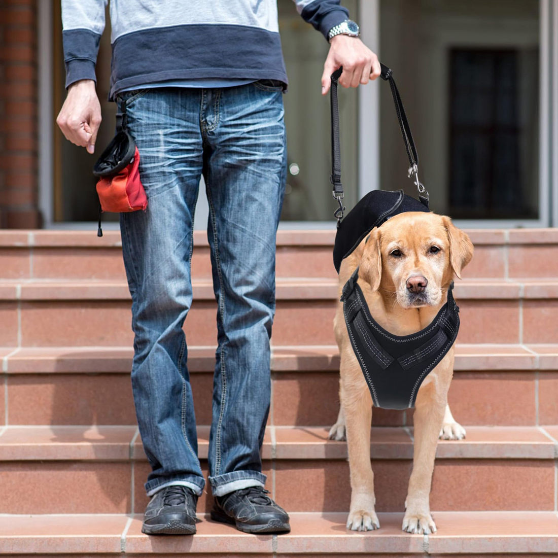 Full-Support Dog Hip Dysplasia Brace with Lift Handle