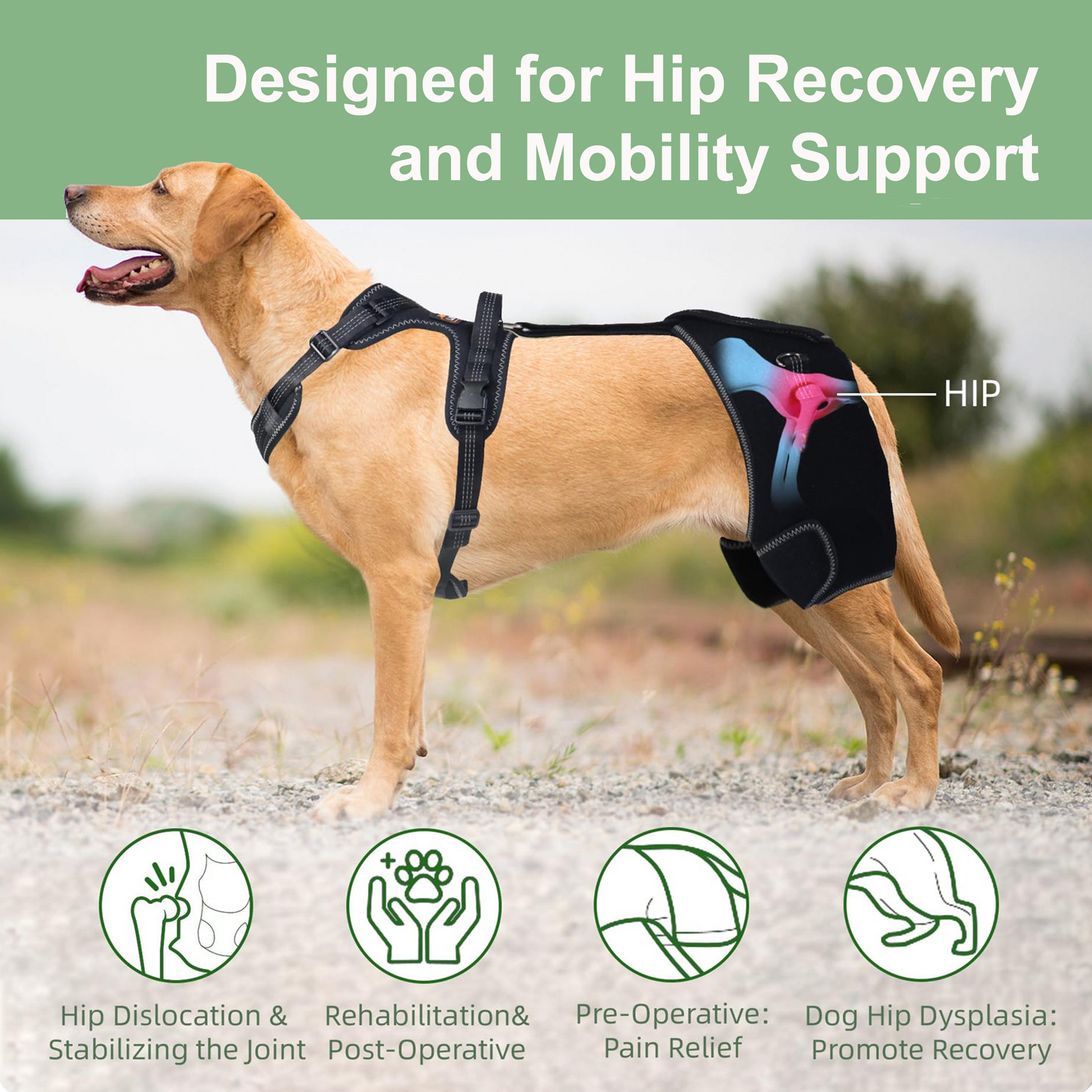 Full-Support Dog Hip Dysplasia Brace with Lift Handle – Pawsbetter