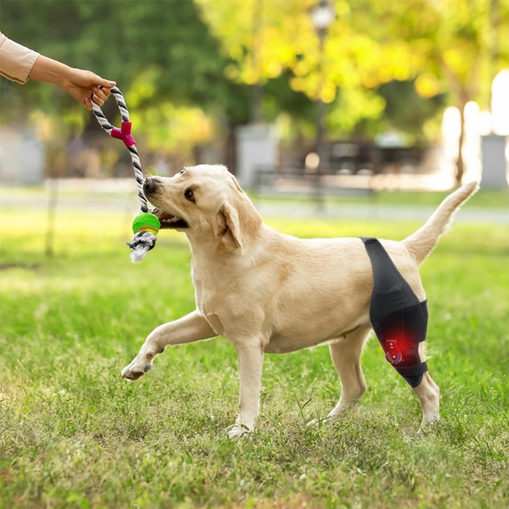 Single-Leg Dog ACL Support Brace | Pawsbetter