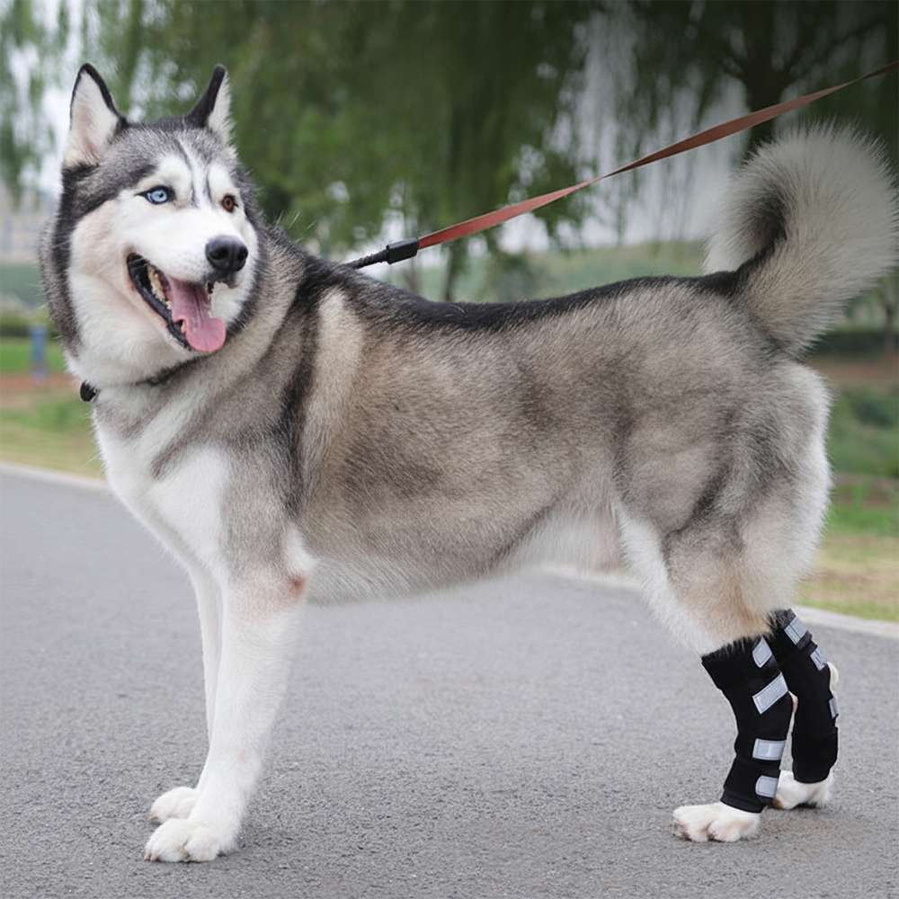 Stabilizing Dog Rear Leg Support Brace
