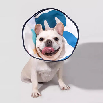 Standard-Halsband für Hunde