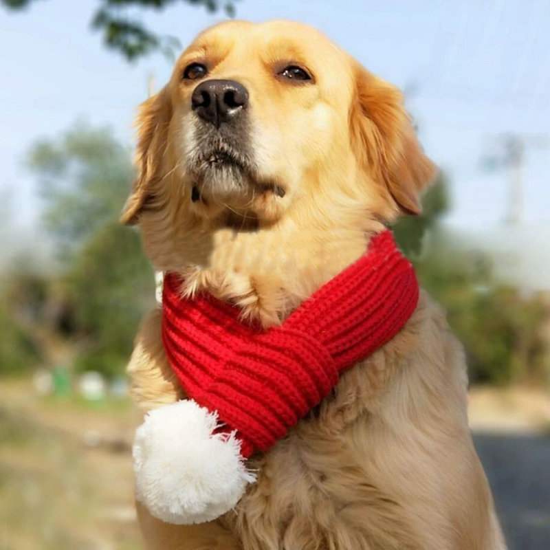 Standard Dog Christmas Scarf