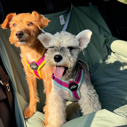 Two dogs sitting on a large green dog car seat