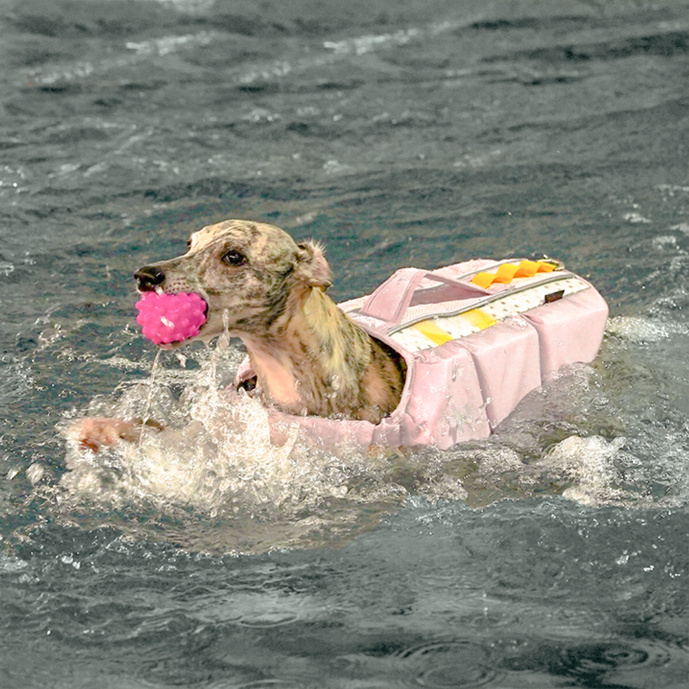 Explorer Float Dog Life Jacket