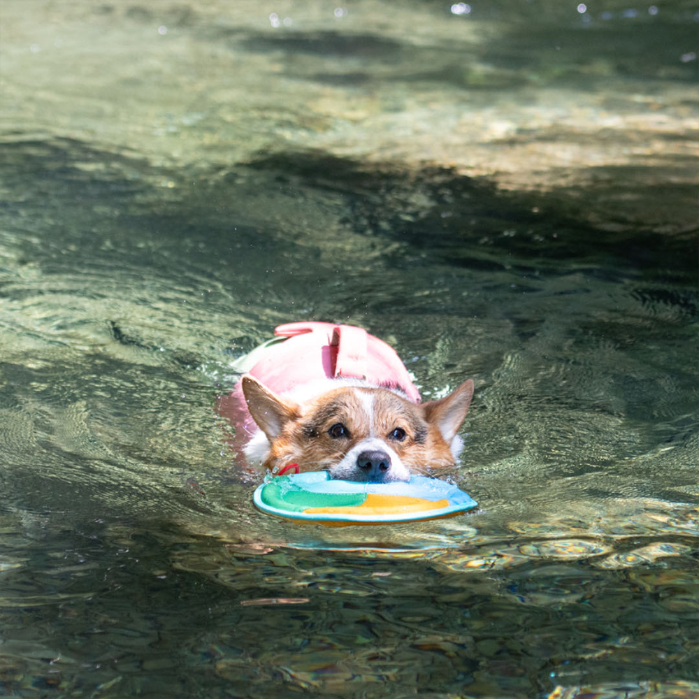 Floating Dog Disc