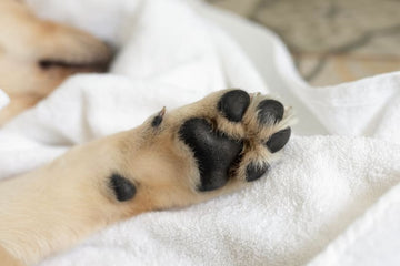 Pawsbetter Pet Product, pet product image, product image