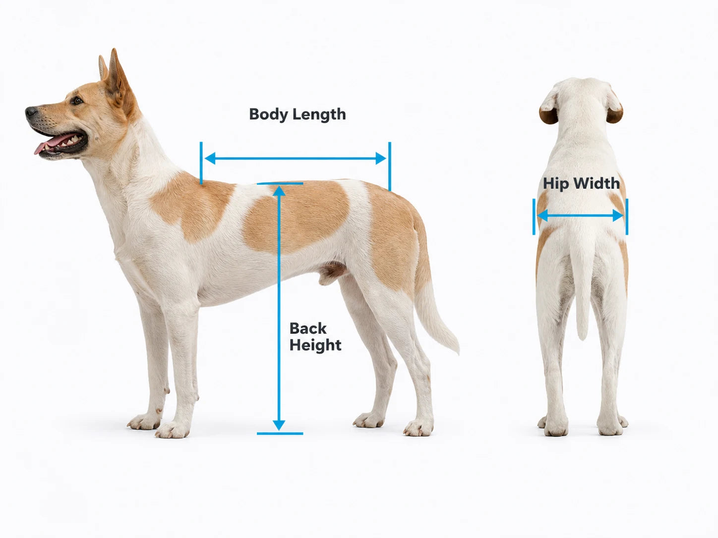 Pawsbetter Measurement Guide Ai, pet product image, size and fit guide