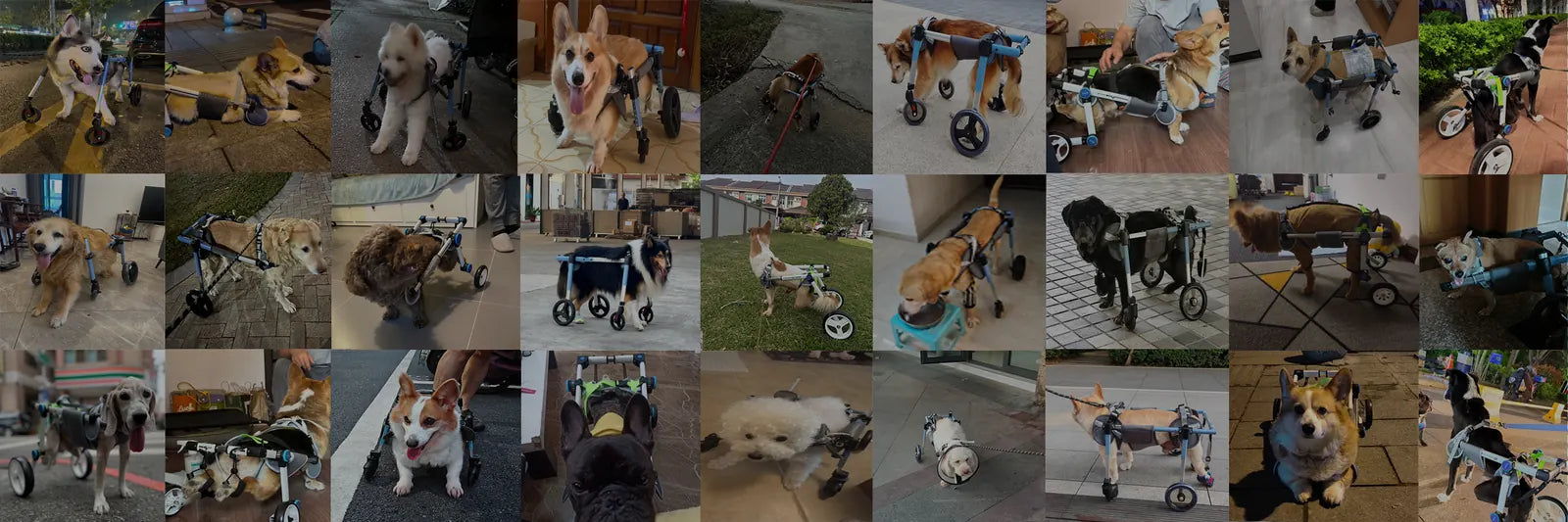 Pawsbetter Banner, pet product image, lifestyle image