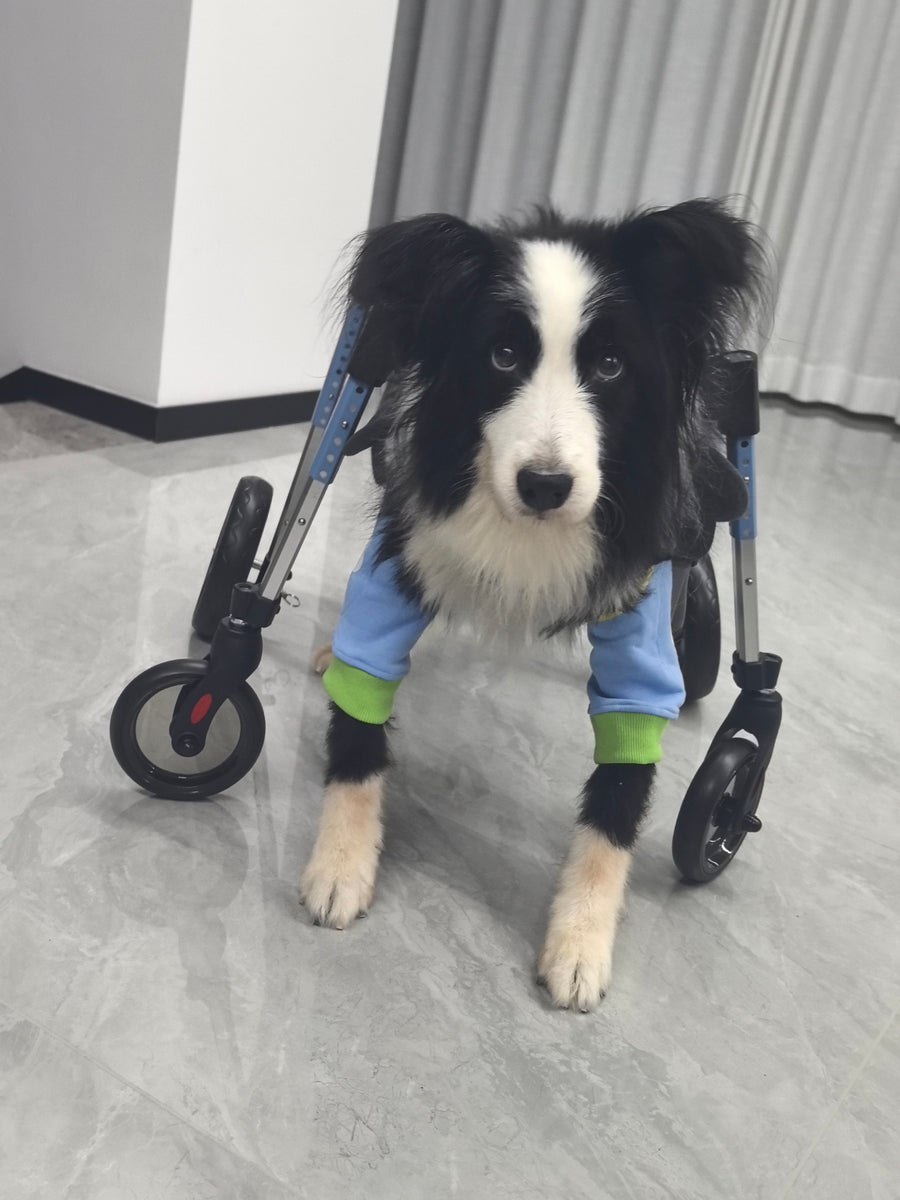 Pawsbetter Reviews, pet product image, lifestyle image
