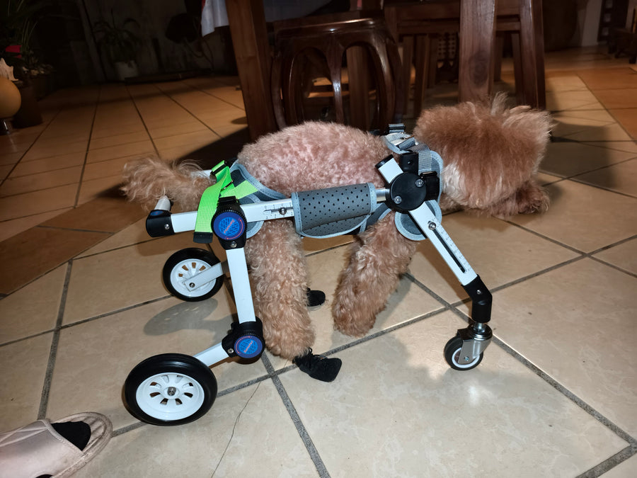 Pawsbetter Reviews, pet product image, lifestyle image