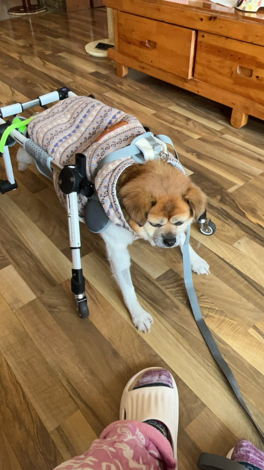 Pawsbetter Reviews, pet product image, lifestyle image