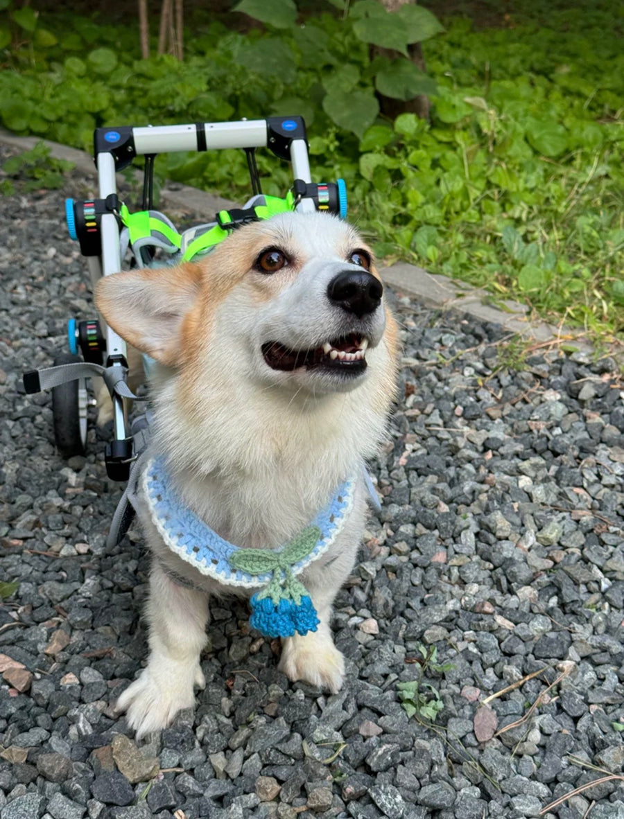 Pawsbetter Reviews, pet product image, lifestyle image