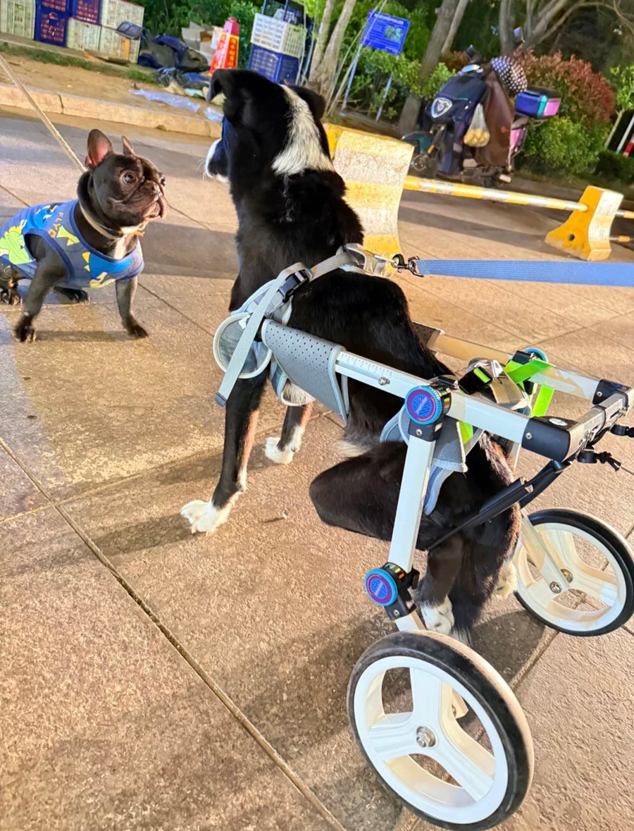 Pawsbetter Reviews, pet product image, lifestyle image