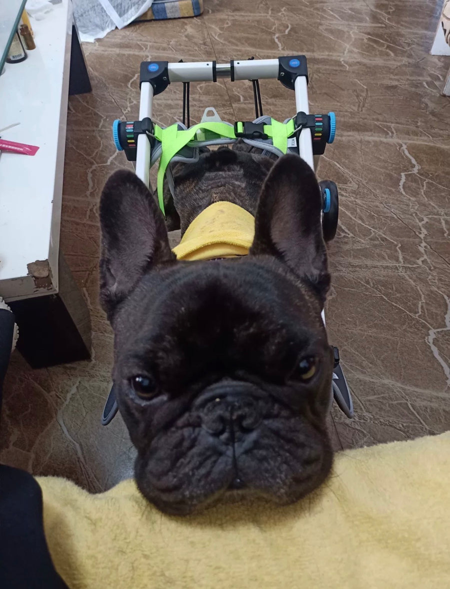Pawsbetter Reviews, pet product image, lifestyle image