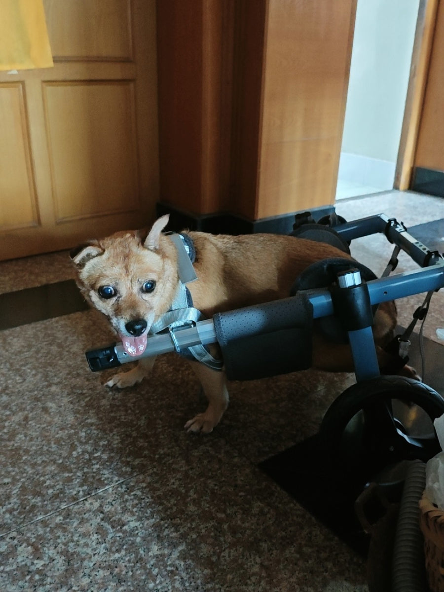 Pawsbetter Reviews, pet product image, lifestyle image