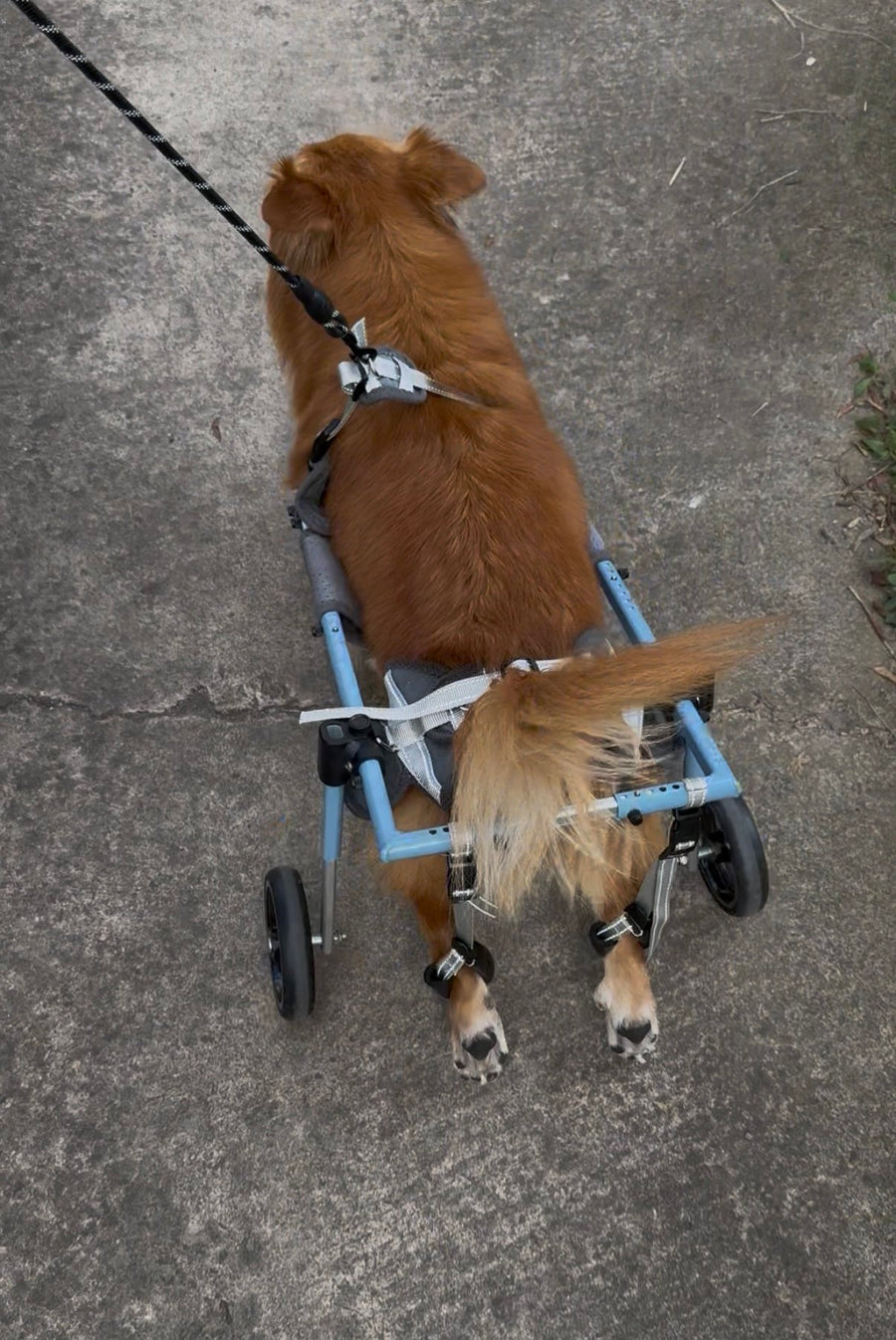 Pawsbetter Reviews, pet product image, lifestyle image