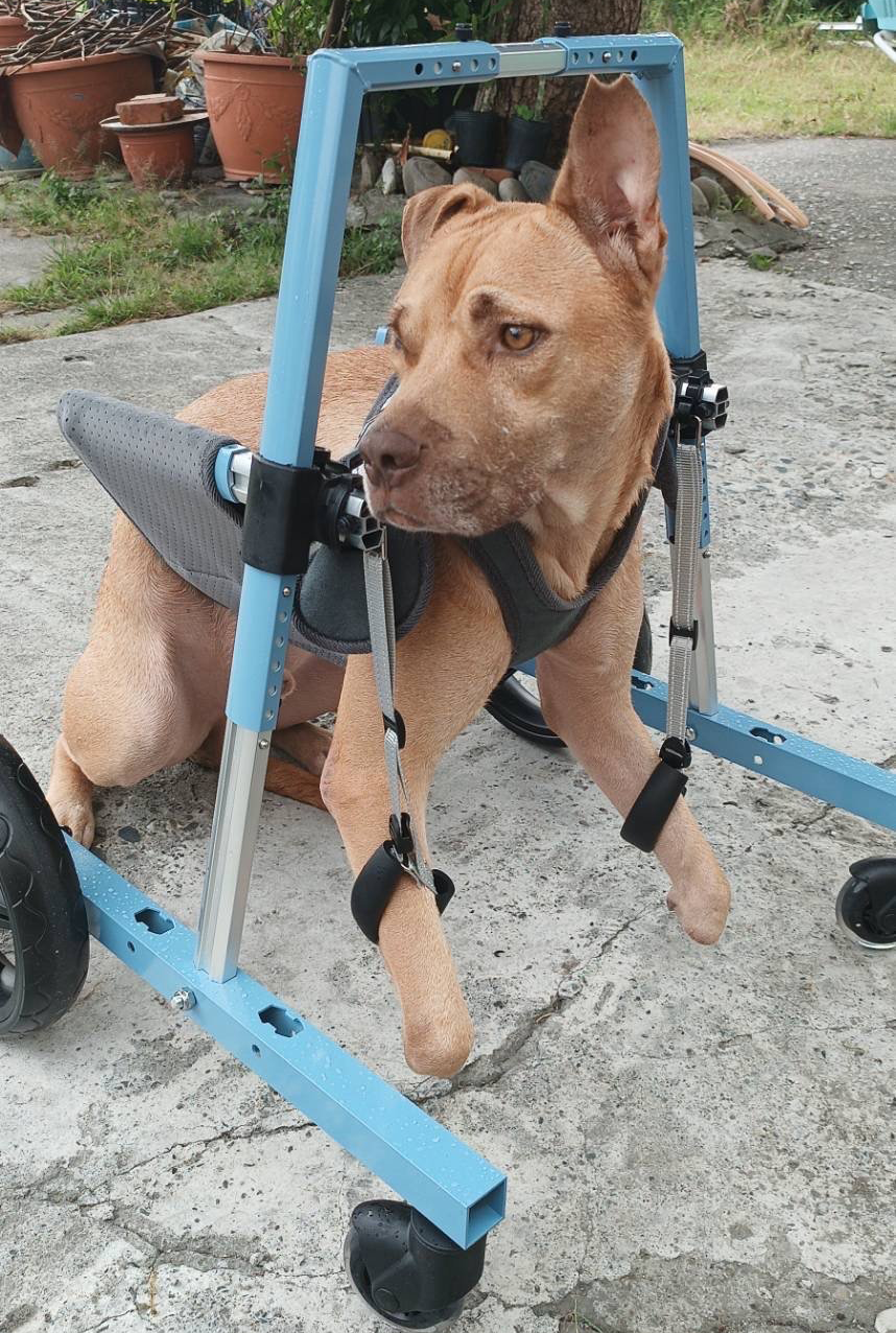 Pawsbetter Reviews, pet product image, lifestyle image