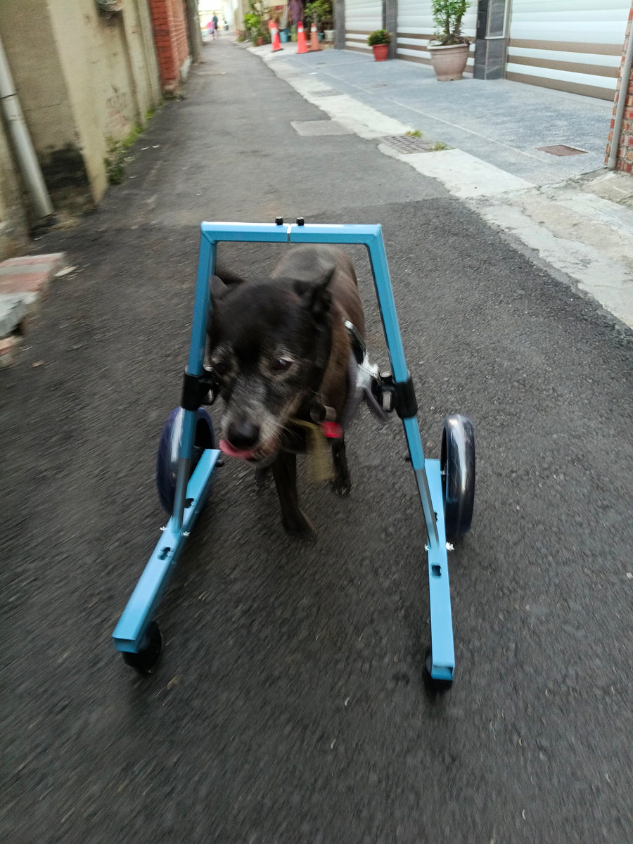 Pawsbetter Reviews, pet product image, lifestyle image
